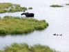 Alaska232~0.jpg