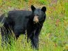 Alaska296.jpg