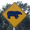 bear.jpg