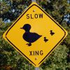 duck.jpg