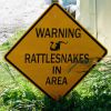 snakes.jpg